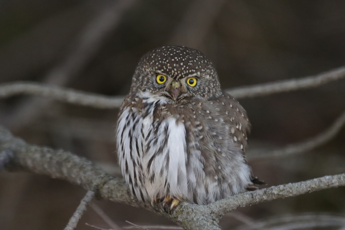 Northern Pygmy-Owl - ML409013291