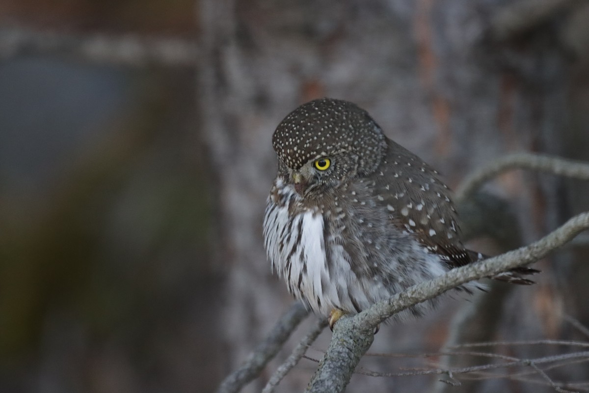 Northern Pygmy-Owl - ML409013611