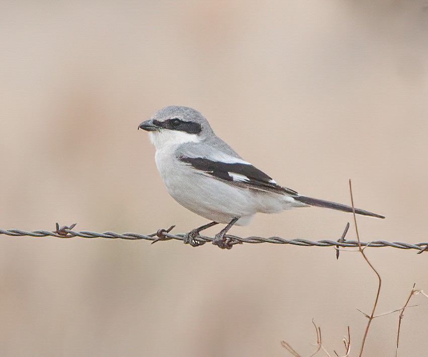 Pie-grièche migratrice - ML409013941