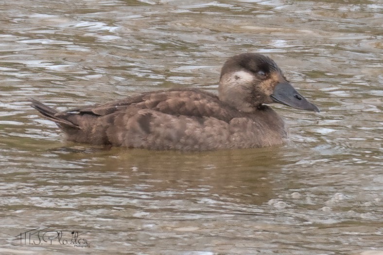 Surf Scoter - ML409017911