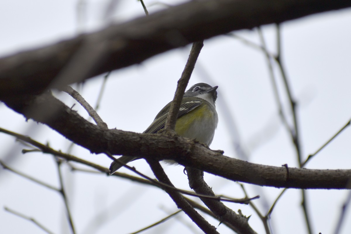 Blue-headed Vireo - ML409018121