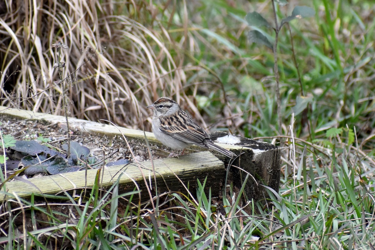 Chipping Sparrow - ML409018191