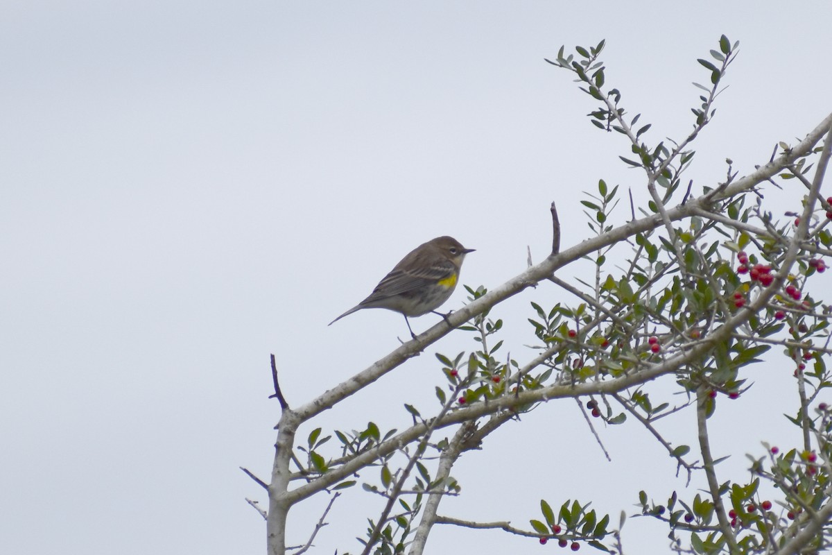 Yellow-rumped Warbler - ML409018281