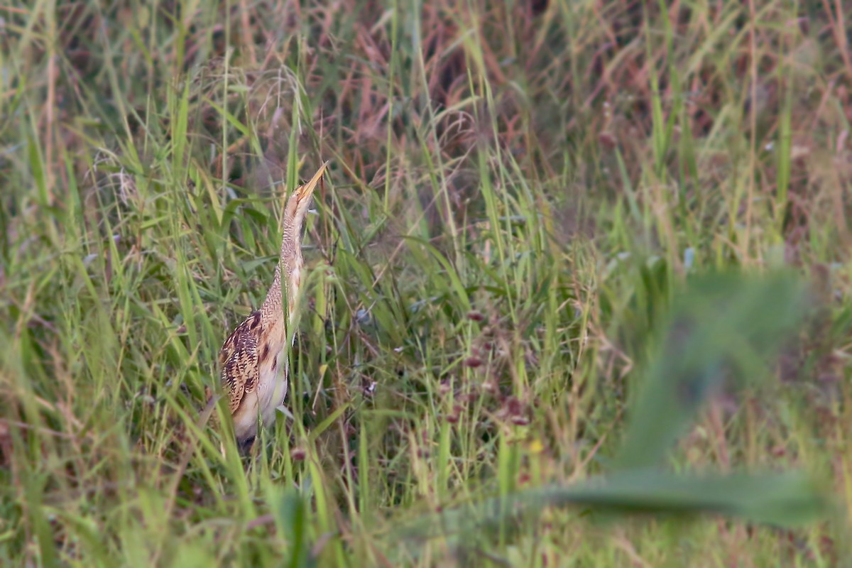 Pinnated Bittern - ML409018421