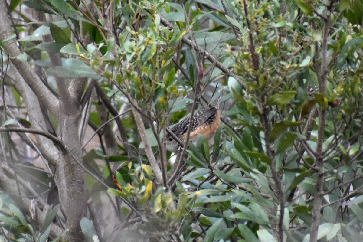 Sedge Wren - ML409018431
