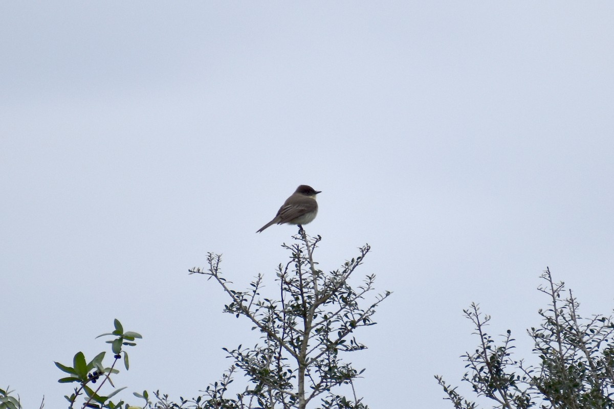 Eastern Phoebe - ML409018491