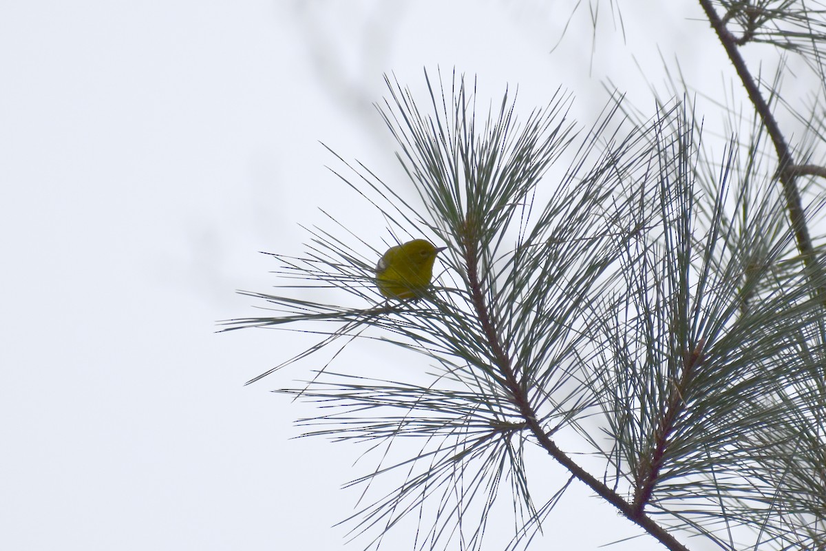 Pine Warbler - ML409019111