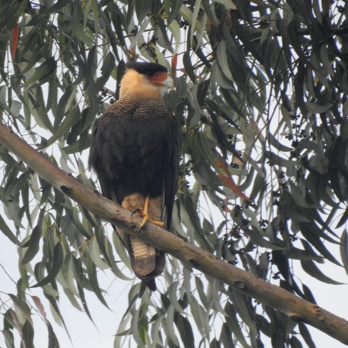 Crested Caracara (Southern) - ML409019881