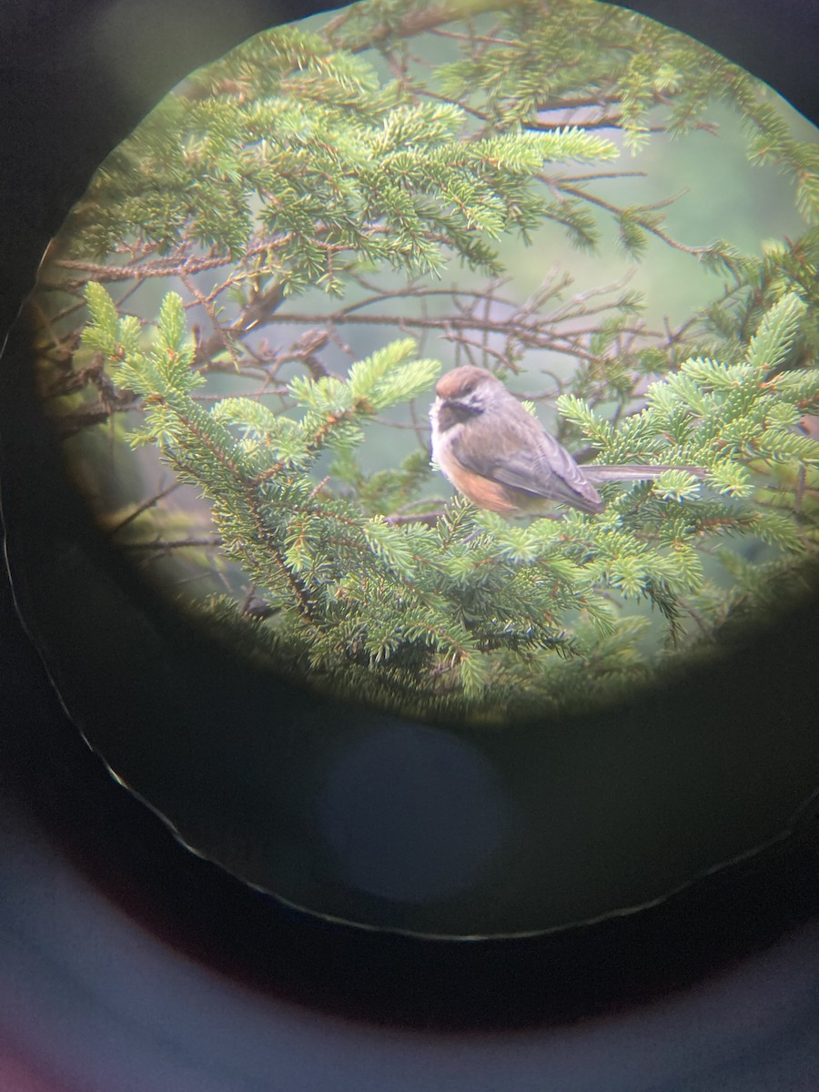 Boreal Chickadee - ML409020171