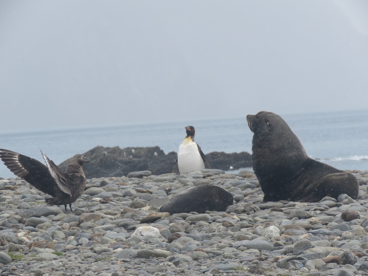 Brown Skua - ML409020641