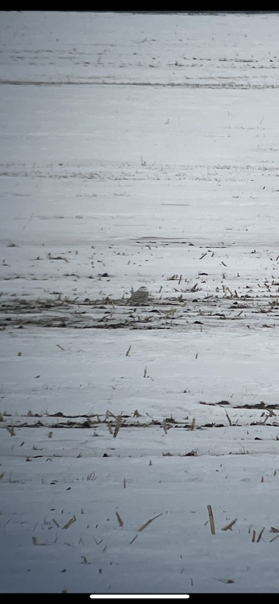 Snowy Owl - ML409021491