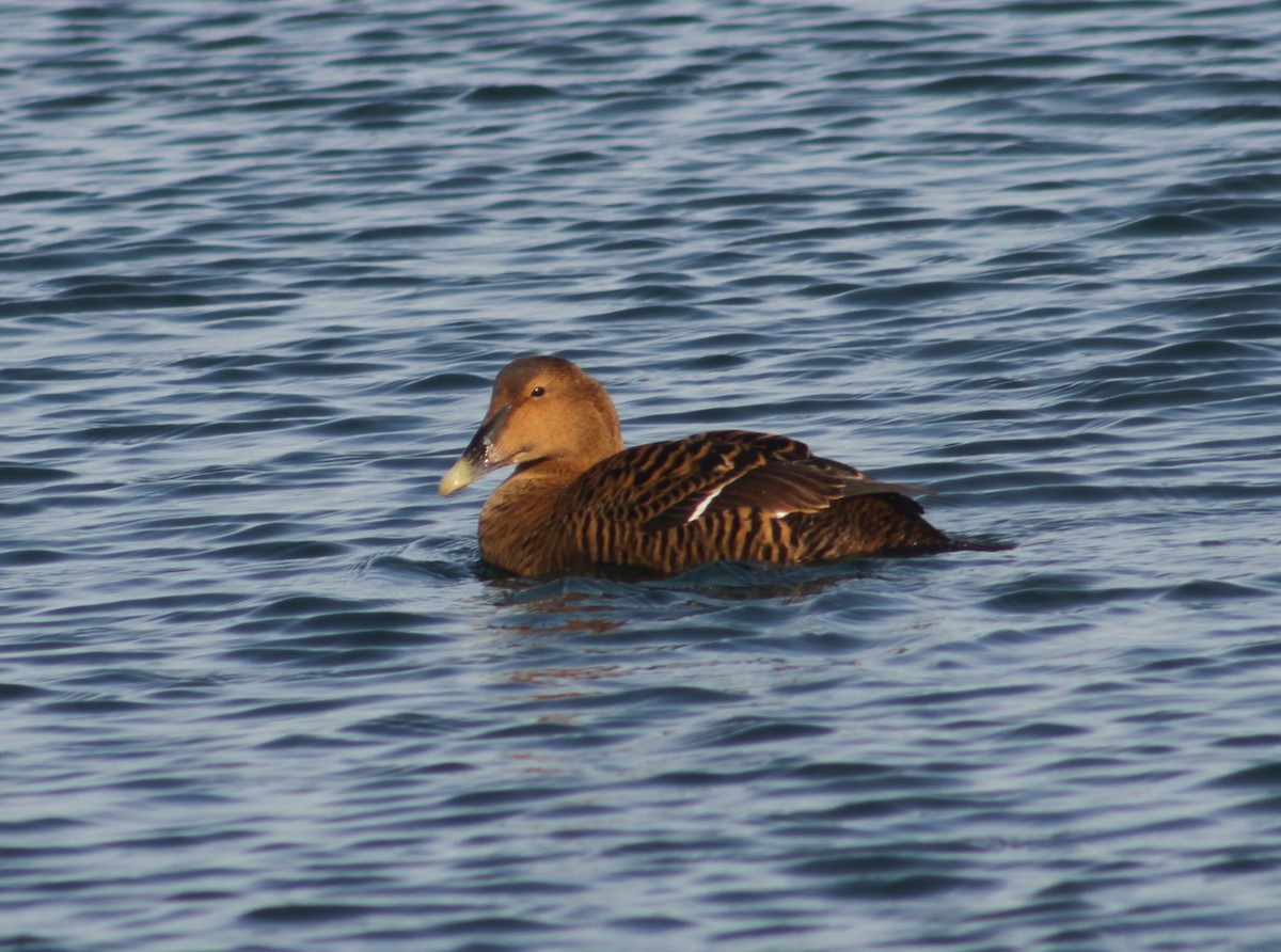 Common Eider - ML409021741