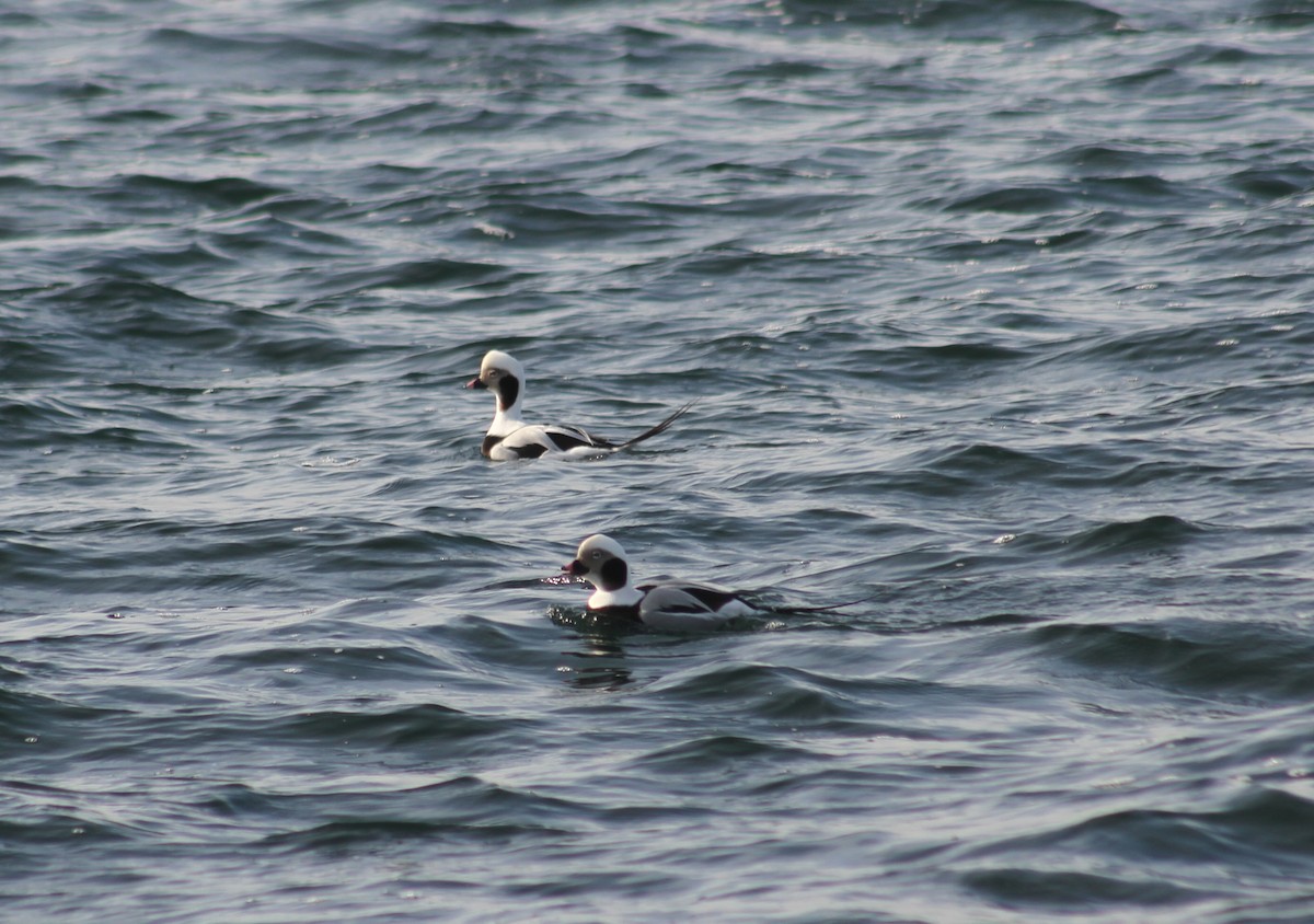 Long-tailed Duck - ML409022381