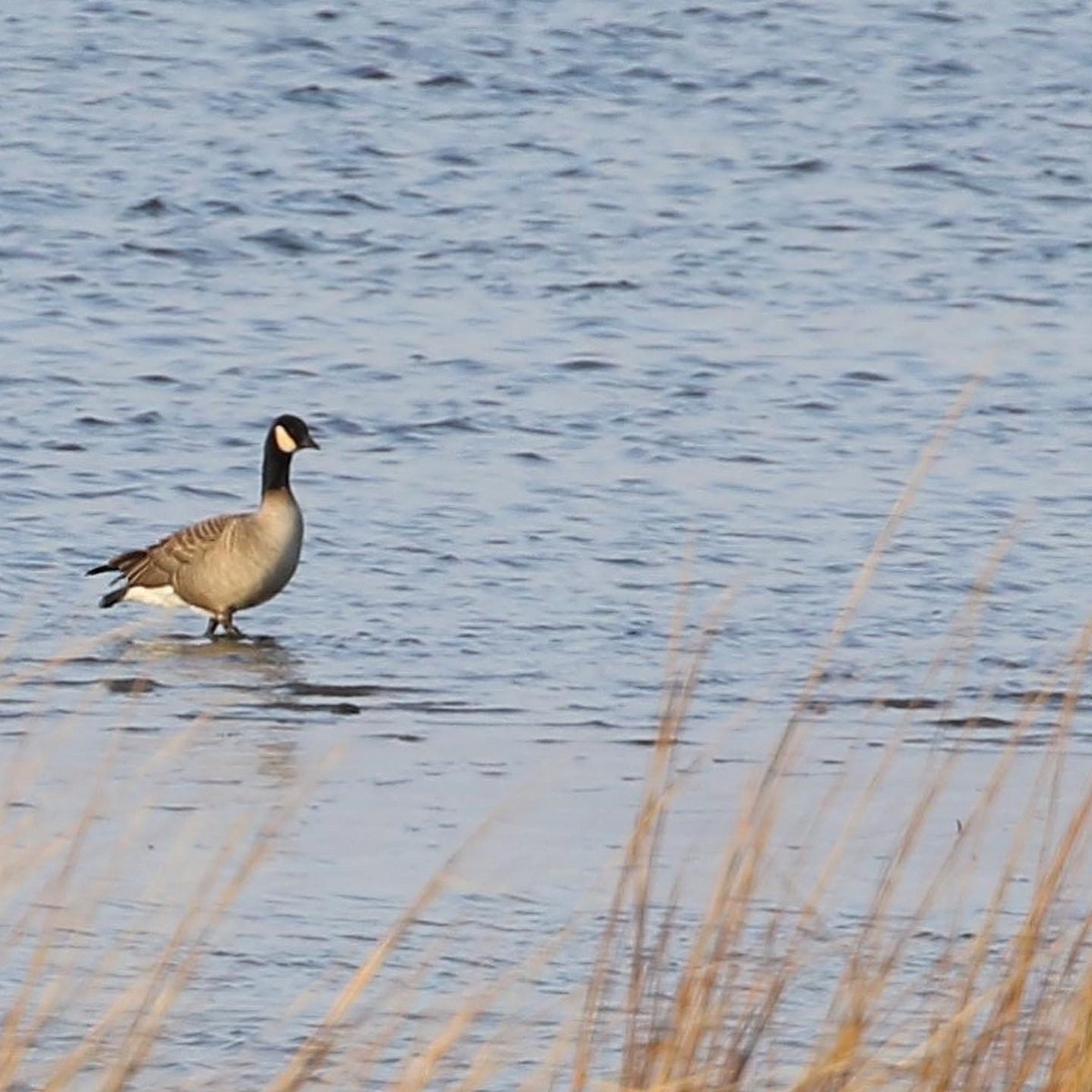 Cackling Goose (Richardson's) - ML409022751