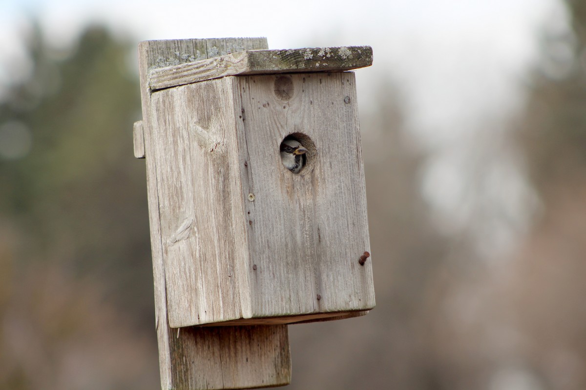 Moineau domestique - ML409023531