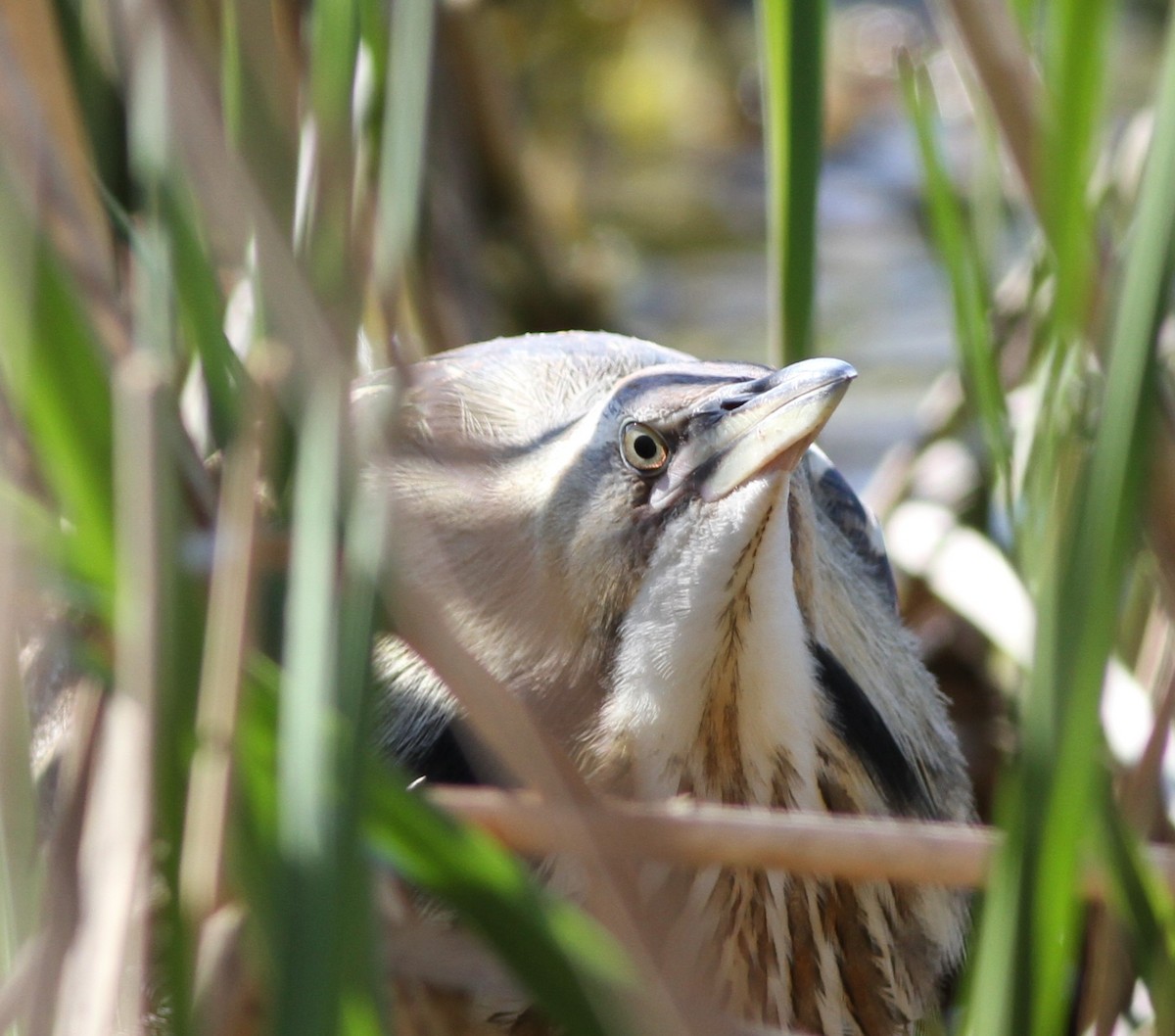 American Bittern - ML409025811