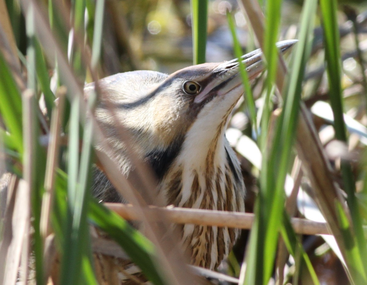 American Bittern - ML409025821