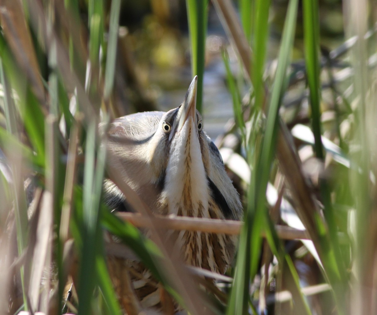 American Bittern - ML409025841