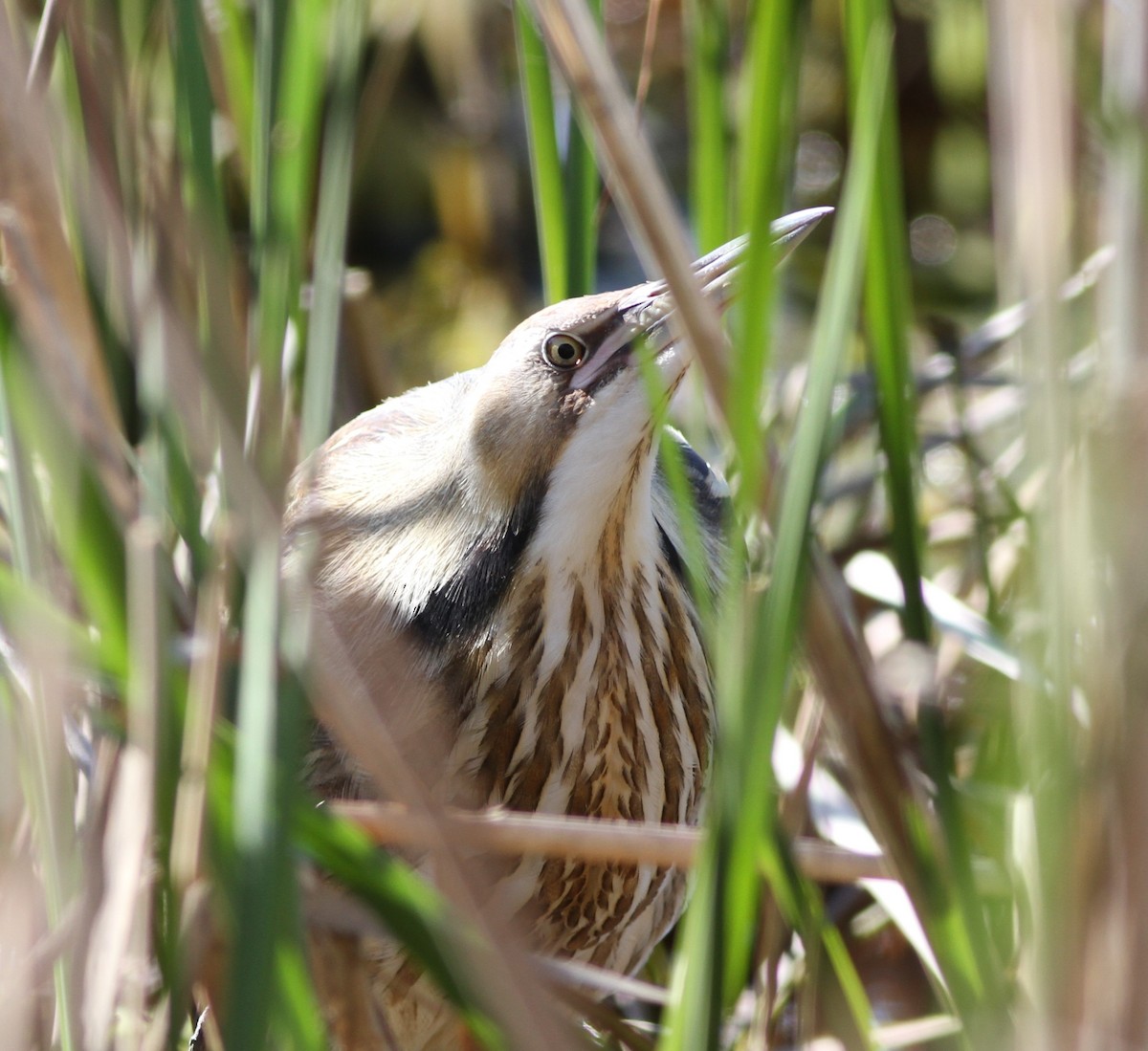 American Bittern - ML409025861