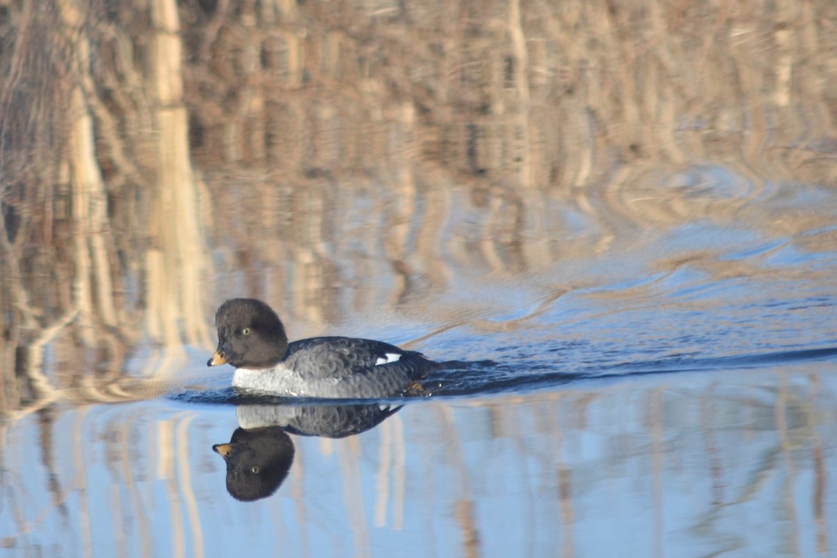 Barrow's Goldeneye - ML409026381