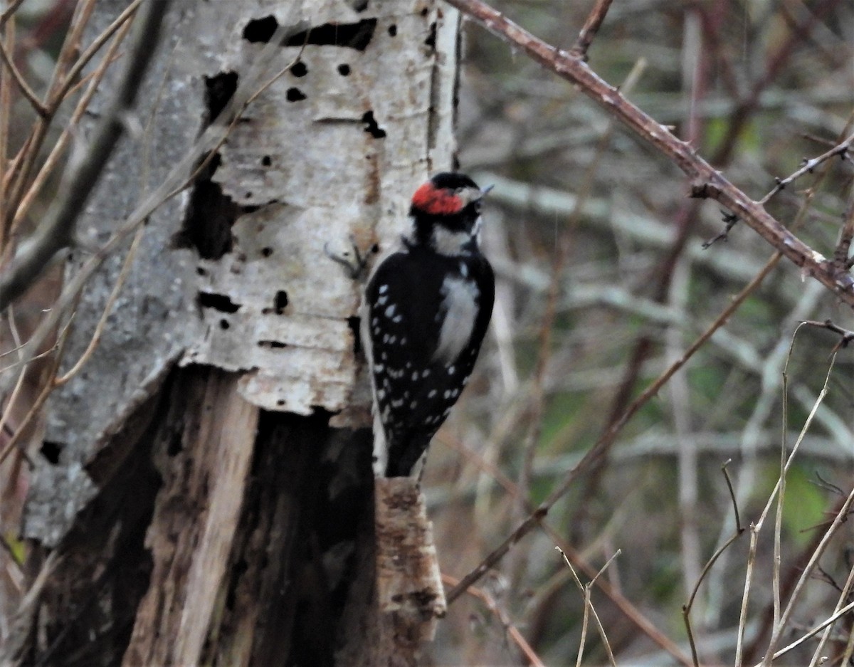 Downy Woodpecker - ML409026861