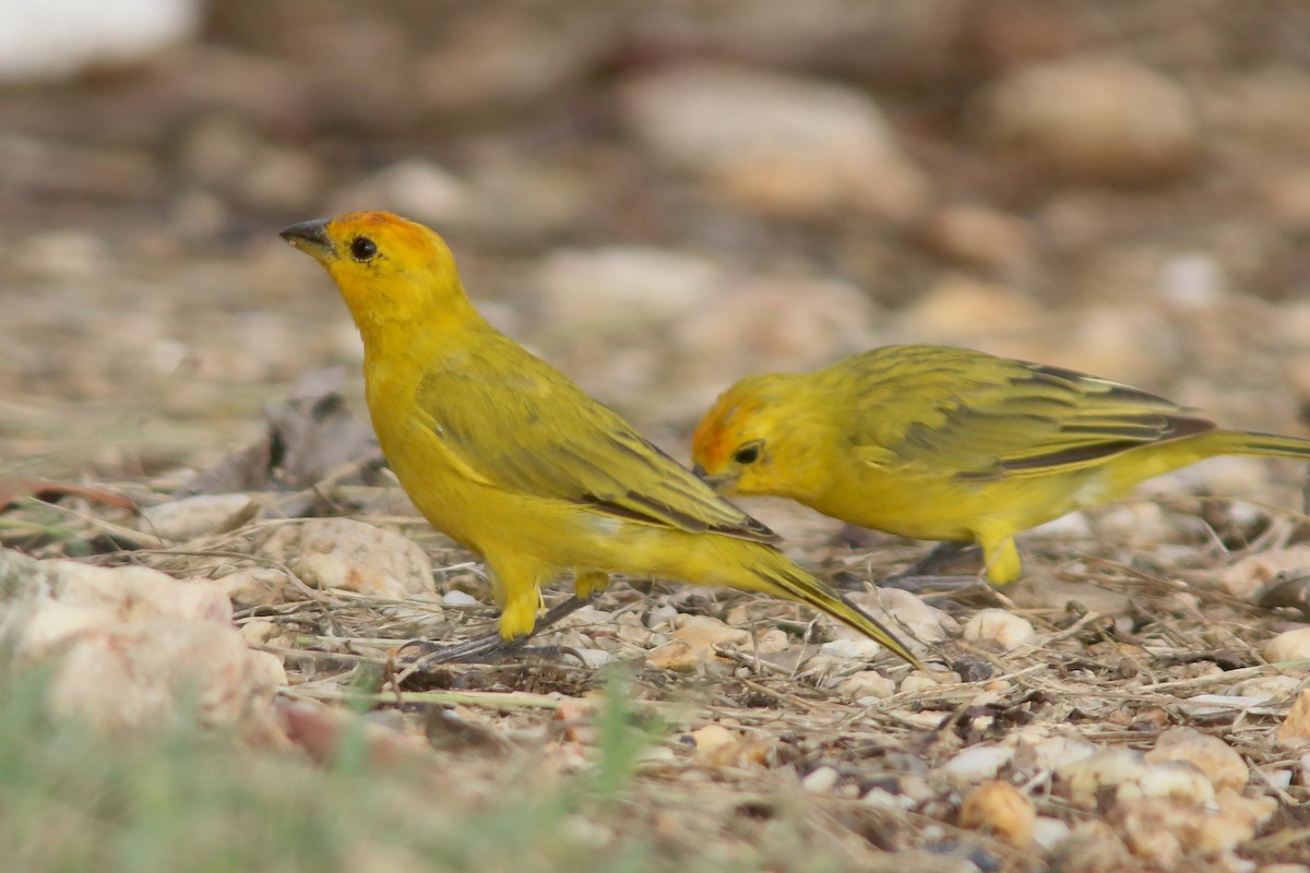 Saffron Finch - ML409027261