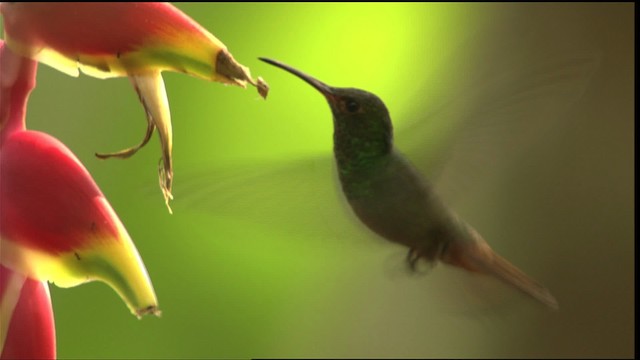 hummingbird sp. - ML409028