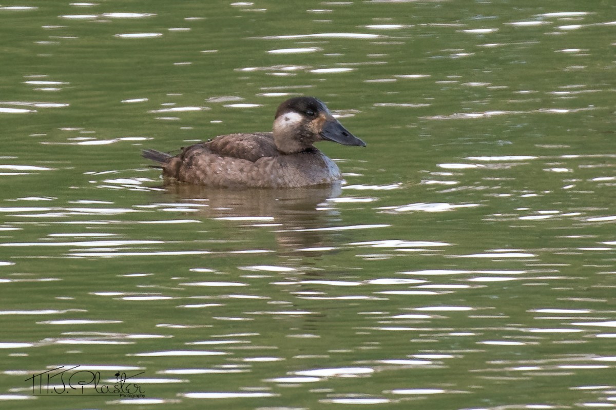Surf Scoter - ML409028891