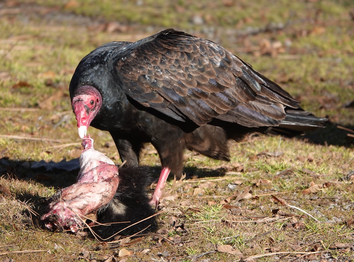 Turkey Vulture - ML409031031