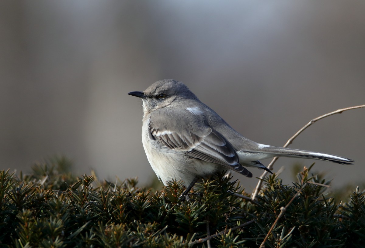 Northern Mockingbird - ML409031061