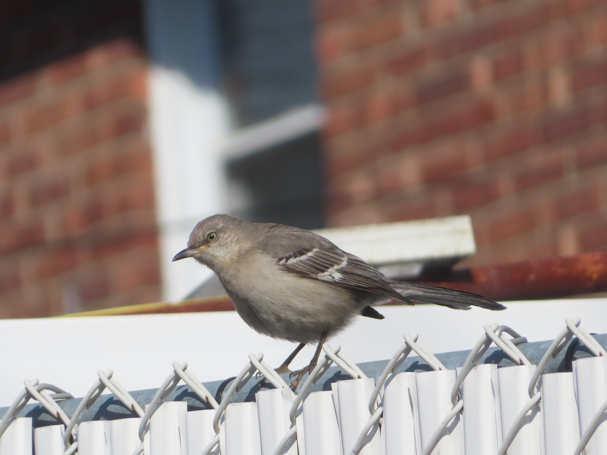 Northern Mockingbird - ML409031231