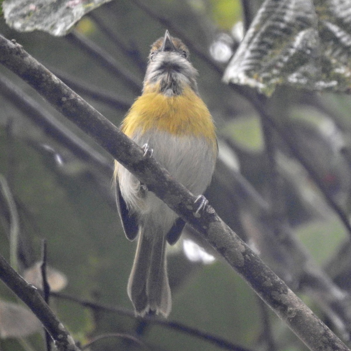 Lemon-chested Greenlet (Rio de Janeiro) - ML409031281