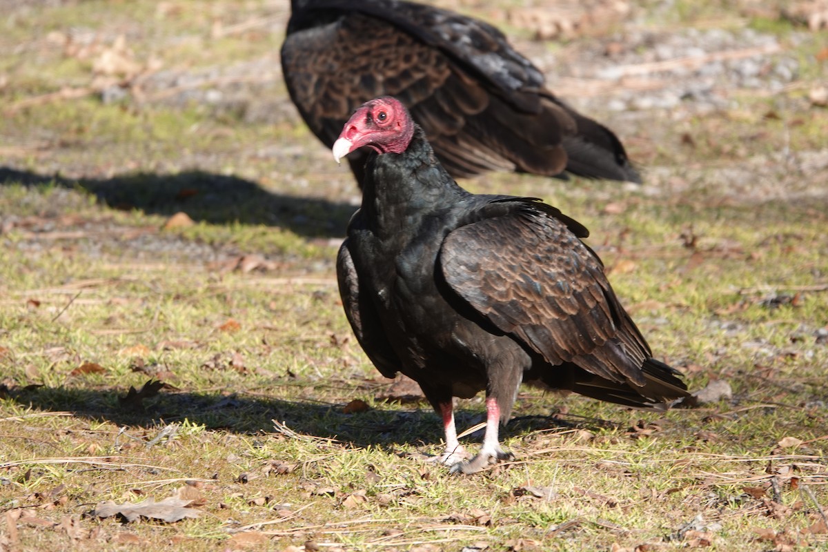 Turkey Vulture - ML409031371