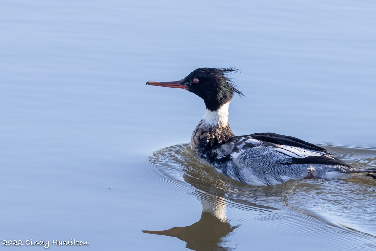 Red-breasted Merganser - ML409032311