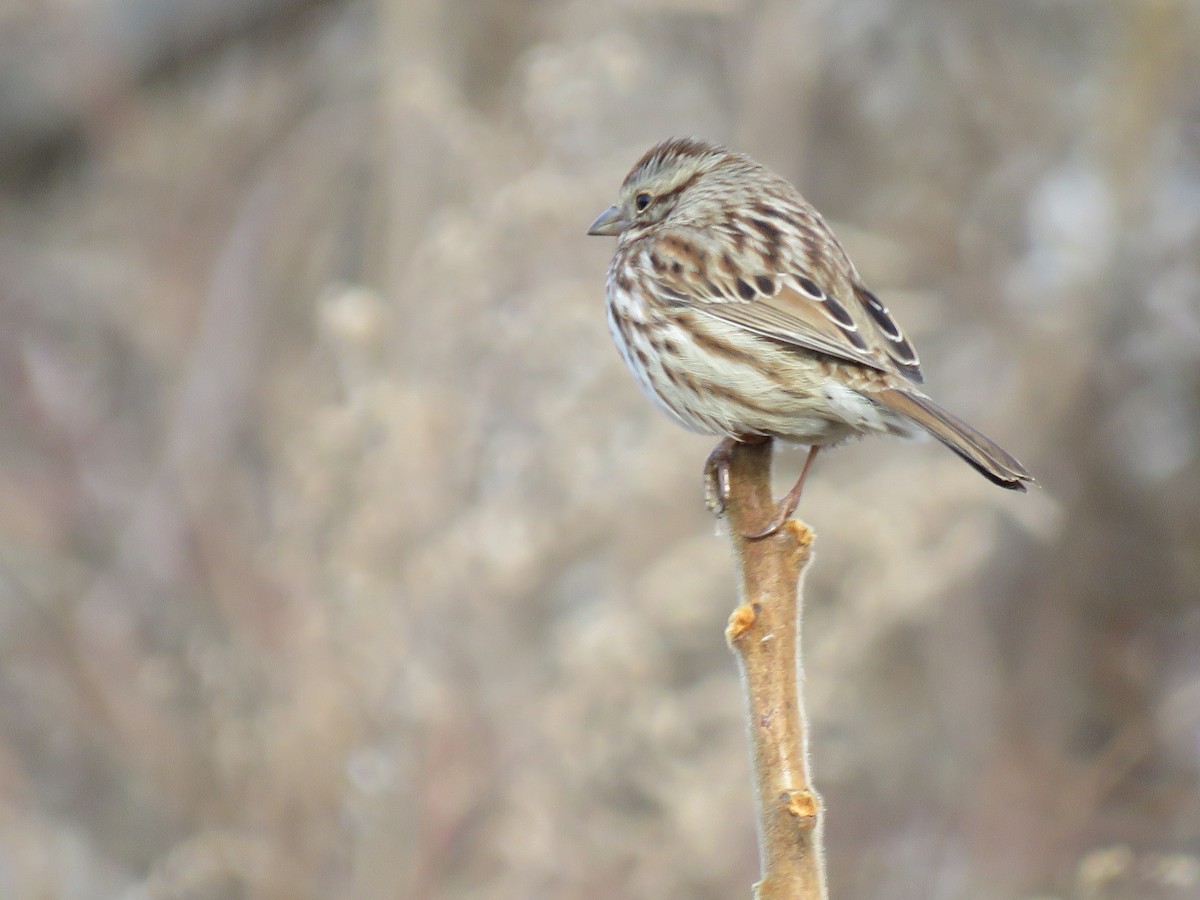 Song Sparrow - ML409033381