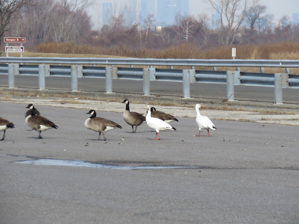 Snow Goose - ML409033441