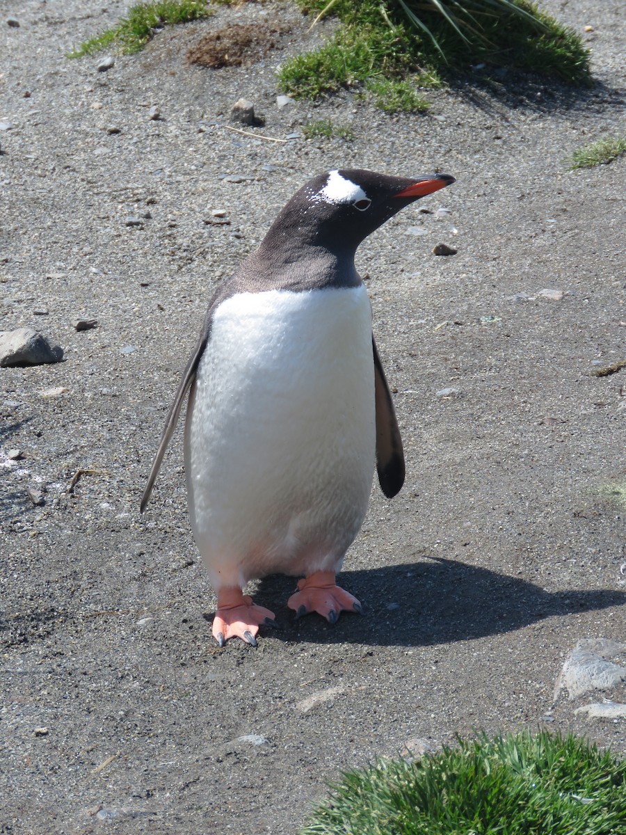 Gentoo Penguin - ML409035301