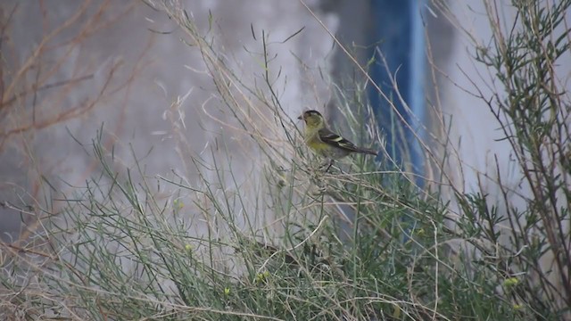 Black-chinned Siskin - ML409035361