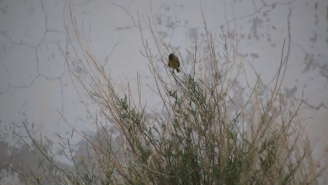 Black-chinned Siskin - ML409036711