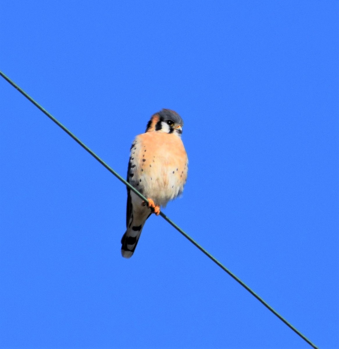 American Kestrel - ML409037031