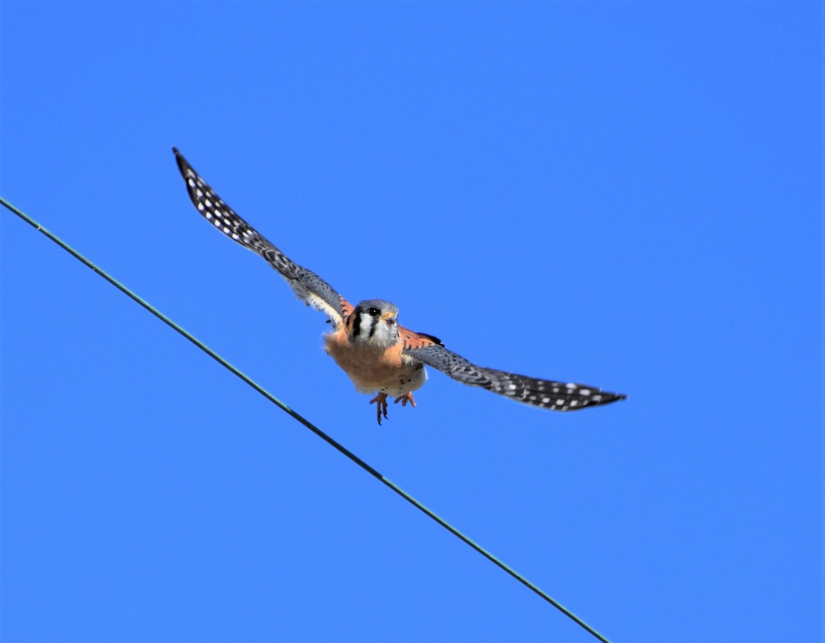 American Kestrel - ML409037141