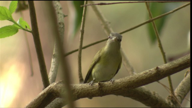 Vireo Verdiamarillo - ML409038