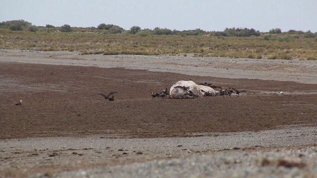 Southern Giant-Petrel - ML409038551