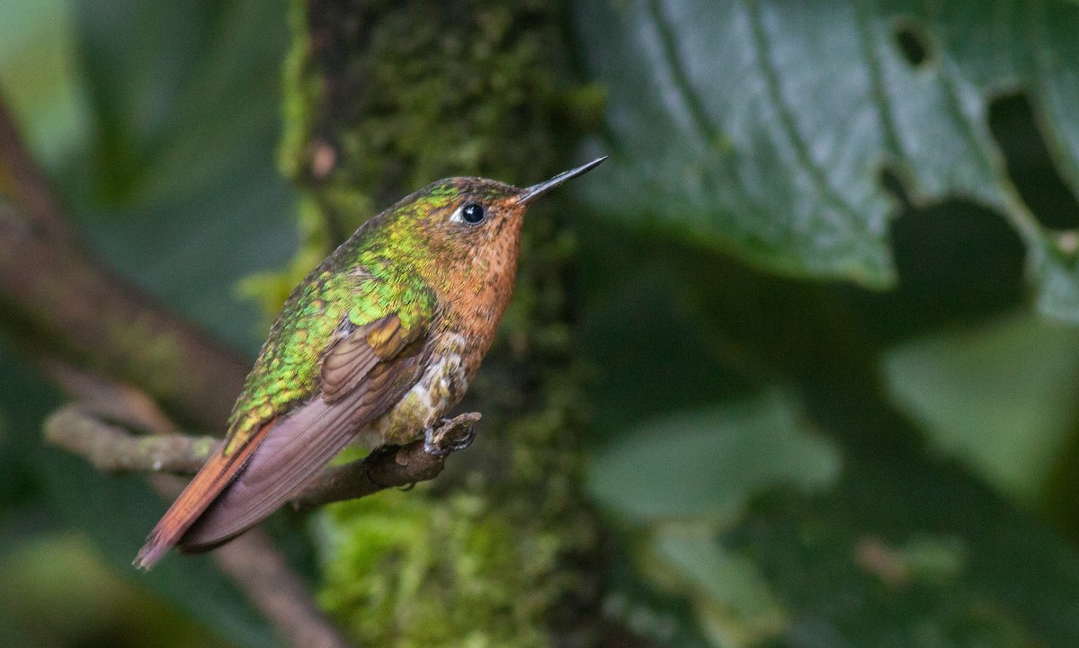 kolibřík dřišťálový - ML40903901