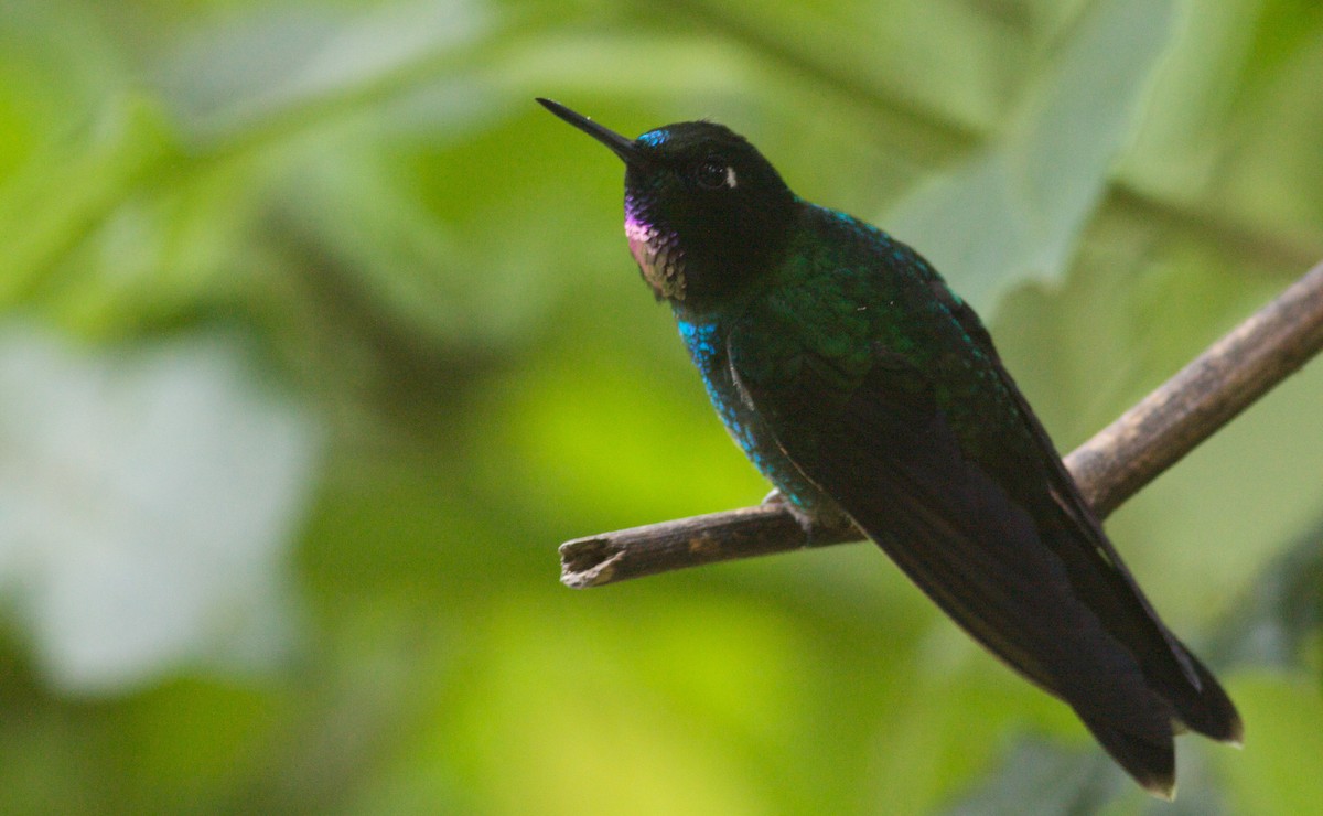kolibřík turmalinový - ML40903921