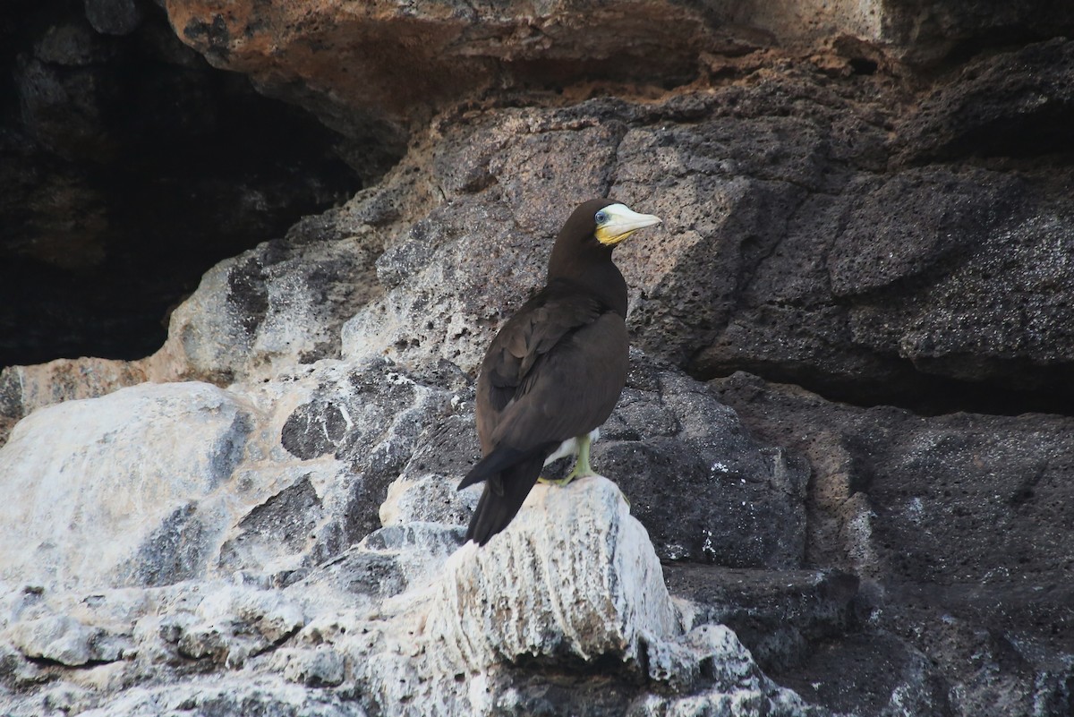 Brown Booby - Paul Chapman