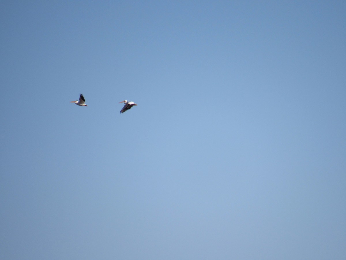 American White Pelican - ML409042581