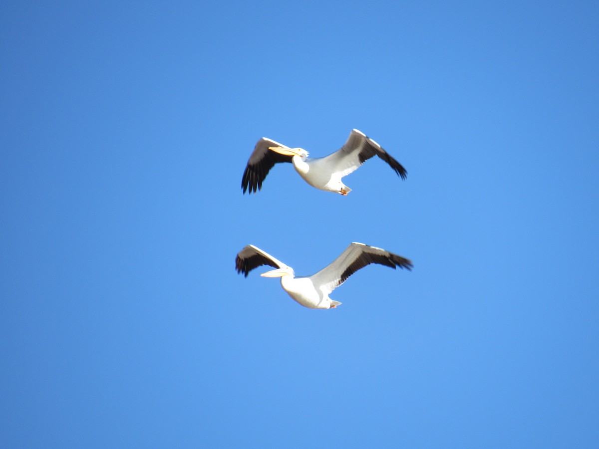 American White Pelican - ML409042641