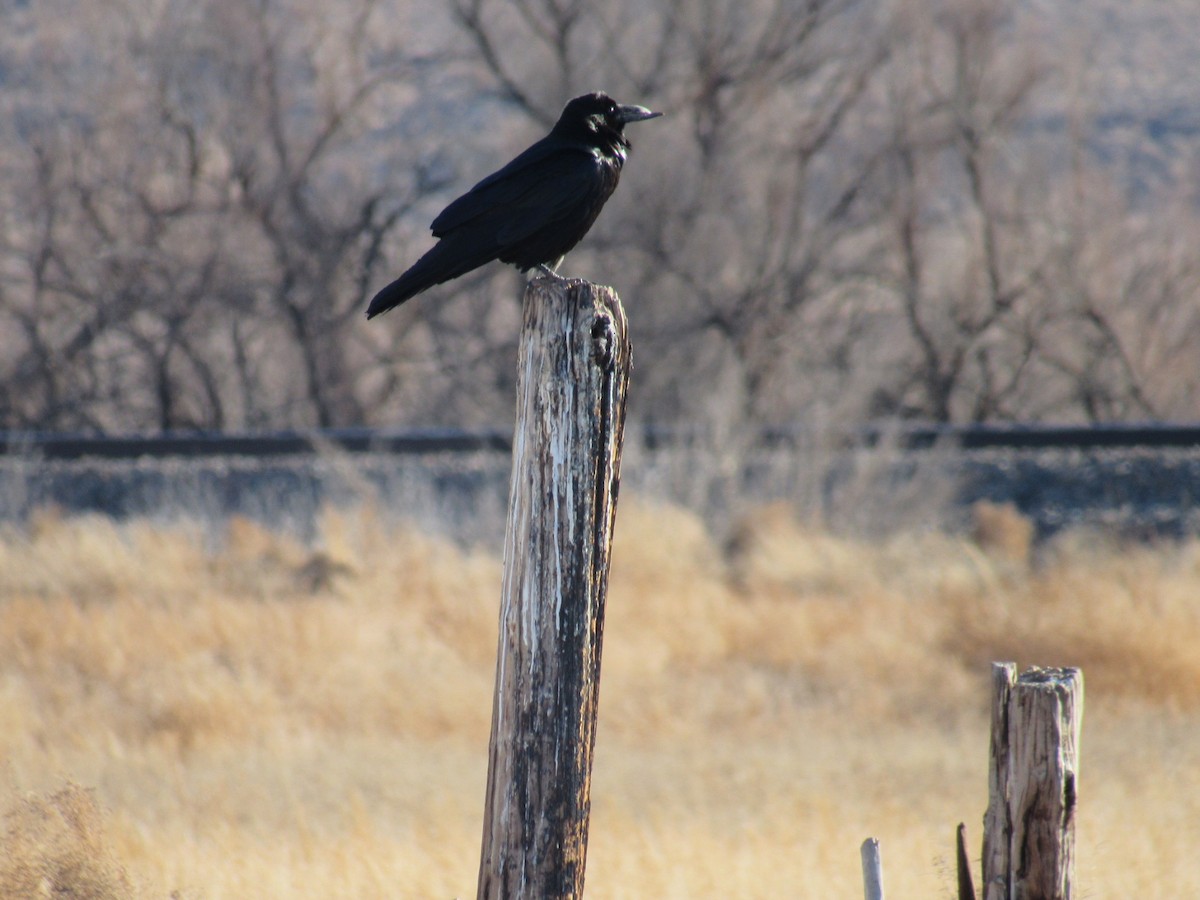 Common Raven - ML409042661