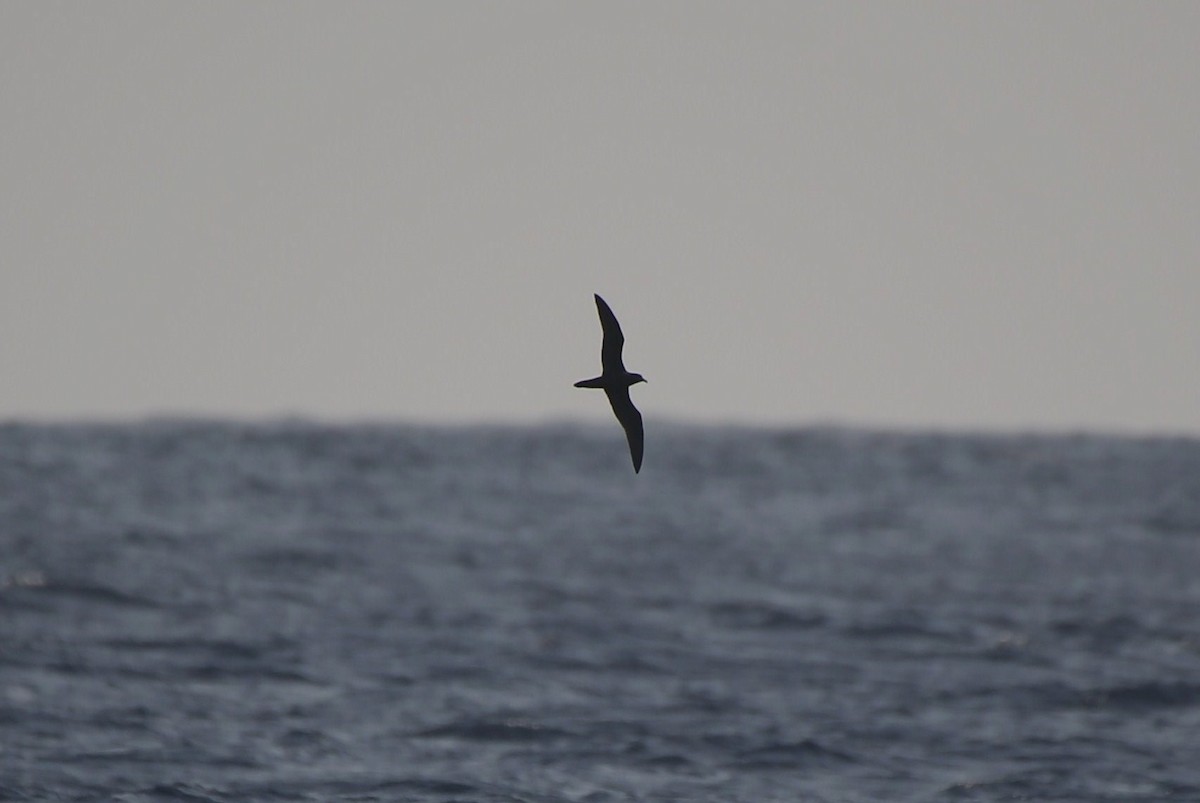 Bulwer's Petrel - ML40904421